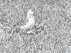 finches Printable Coloring Nplooj Ntawv